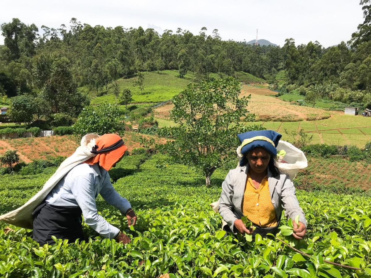 Stafford Bungalow Nuwara Eliya Kültér fotó